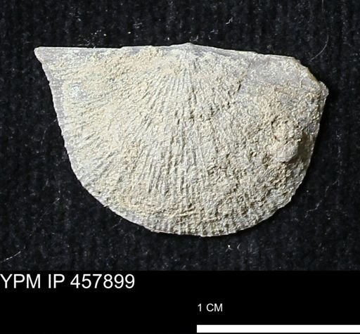 Strophodonta sp.