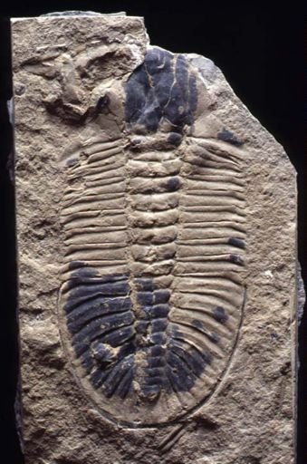 Olenoides serratus