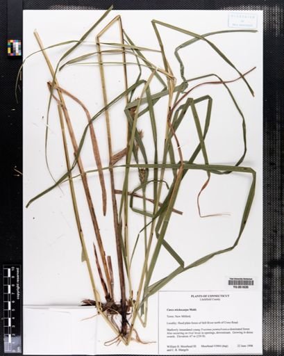 Carex trichocarpa