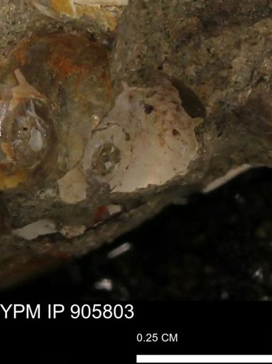 undet. Ammonoidea