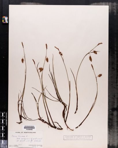 Carex limosa