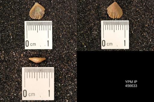 Rhynchonella dentata