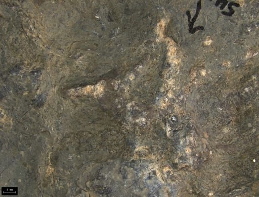 Aplocoma damesii
