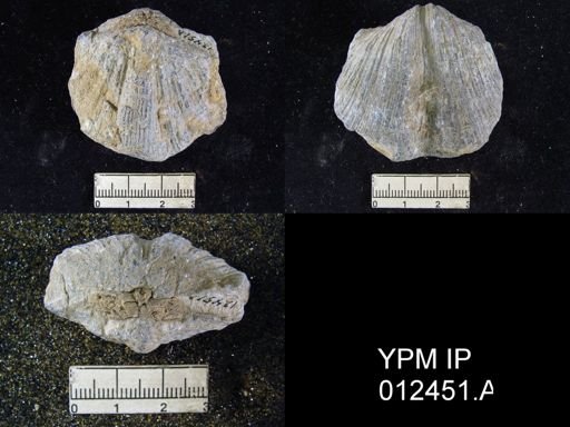 Neospirifer pseudocameratus
