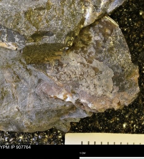 undet. Mollusca