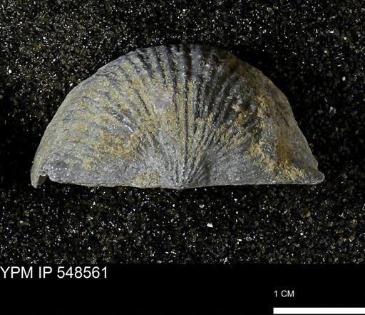 Stropheodonta inflexa?