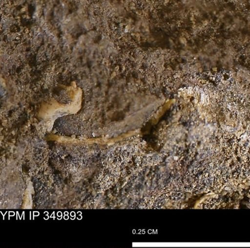 undet. Mollusca