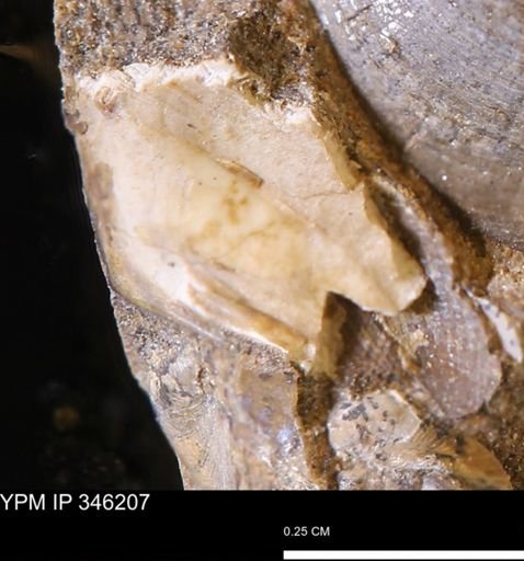 undet. Mollusca