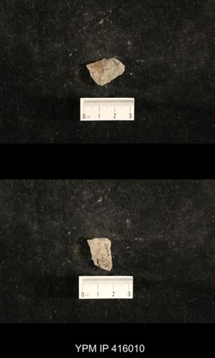 Myalina sp.; fragments of