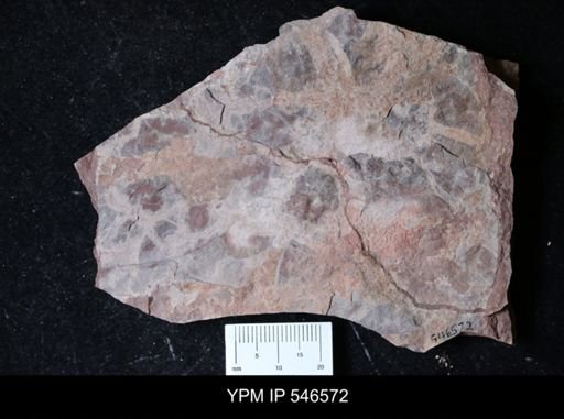 lithologic sample