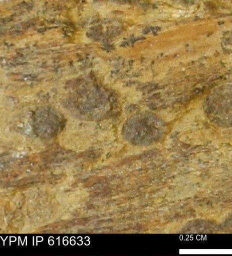 Teredo sp.