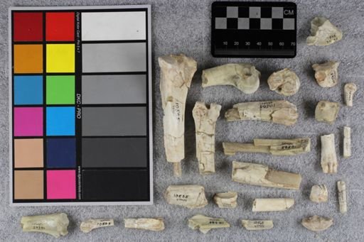 Mesohippus sp.