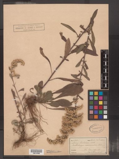 Solidago nemoralis