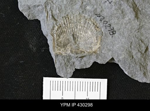 Tropidoleptus carinatus