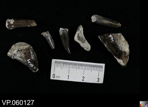 Enchodus sp.