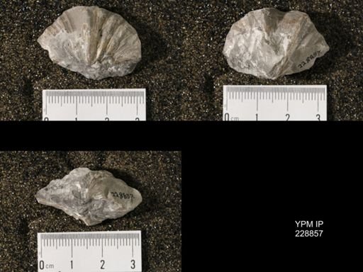 Neospirifer triplicatus