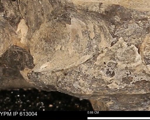 undet. Mollusca