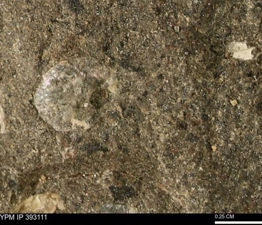 Scaphites sp.
