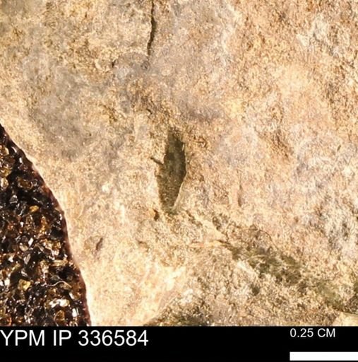 undet. Mollusca