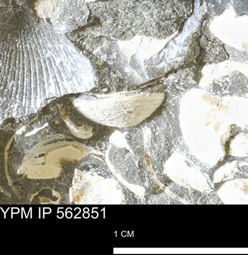 Limopsis sp.