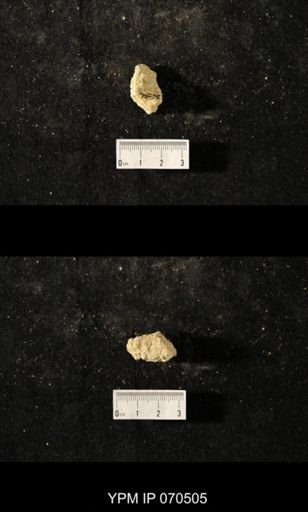 Favosites louisvillensis