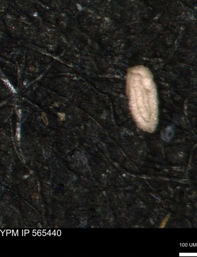 Miliammina ischnia