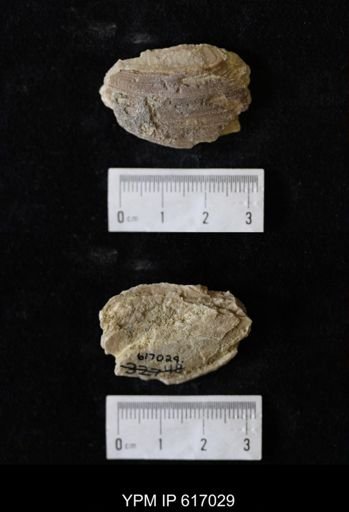 Proparreysia sp.