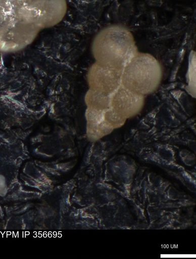 undet. Foraminiferida