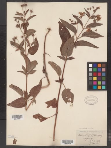 Plantae