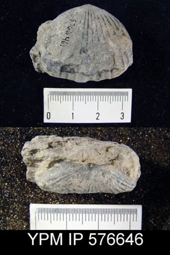 Uncinulus stricklandi
