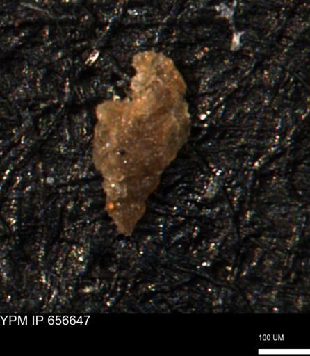 Verneuilina canadensis