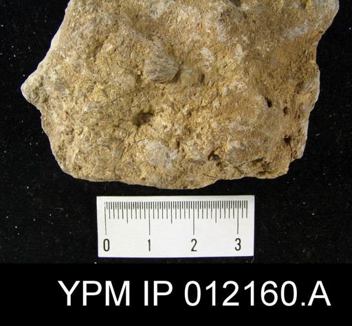 Hustedia mormoni
