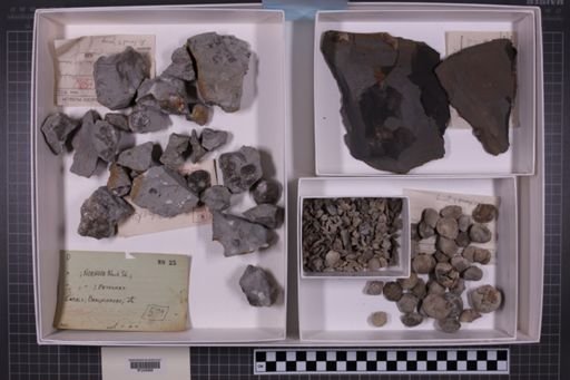 mixed taxa, stratigraphic collection