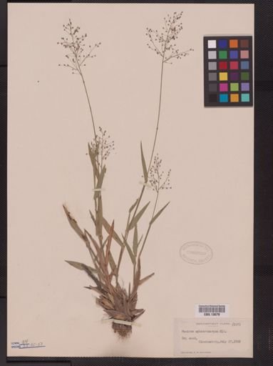 Panicum sphaerocarpon