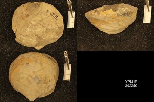 Inoceramus sp.