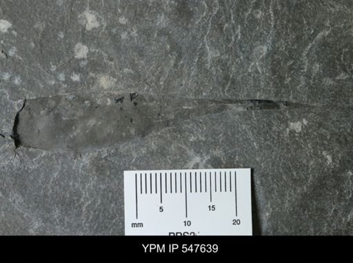 undet. Phyllocarida