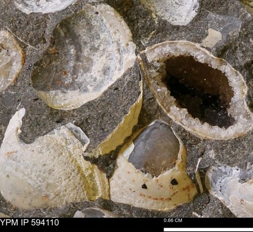 Limopsis? striatopunctatus