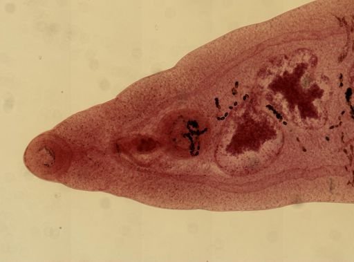 Dicrocoelium dendriticum