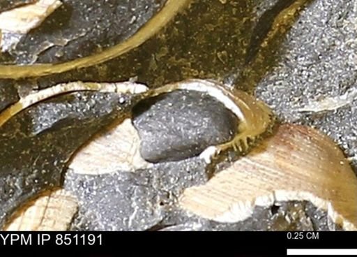 Limopsis striatopunctatus