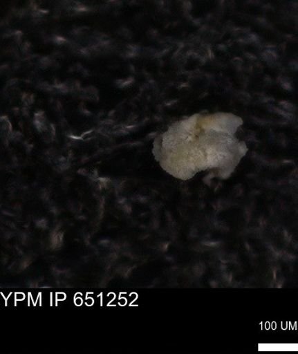 undet. Foraminiferida