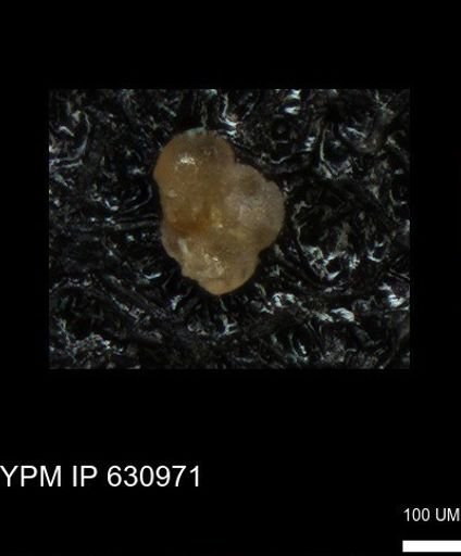 undet. Globigerinina