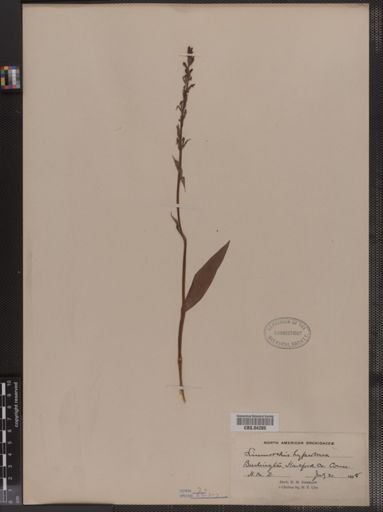Limnorchis hyperborea