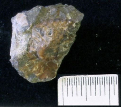 undet. Scaphitidae