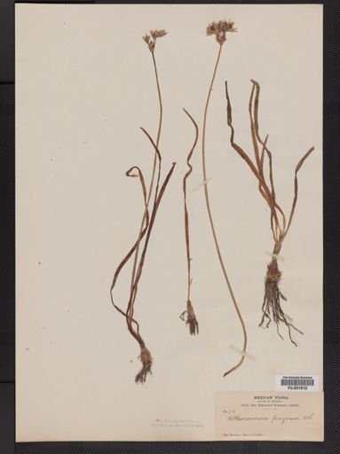 Nothoscordum