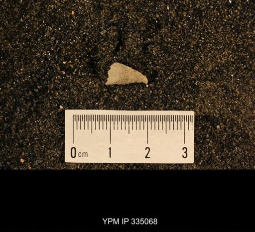 Lophophyllum profundum