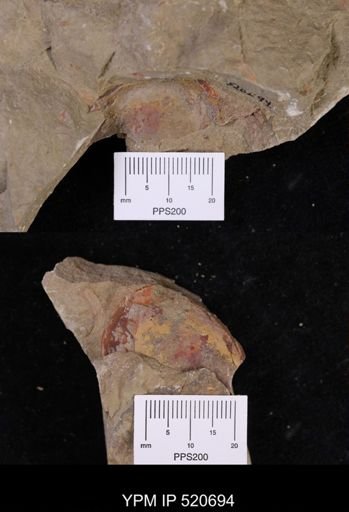 undet. Arthropoda