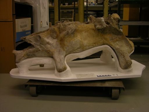 Loxolophodon speirianum
