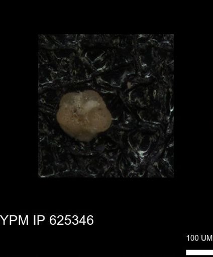undet. Foraminiferida