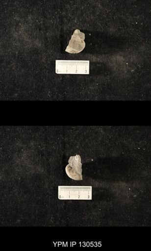 Platyceras sp.