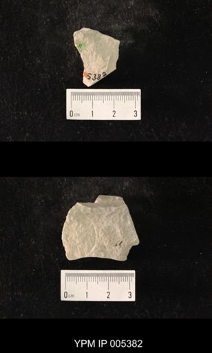 Delopsocus latus
